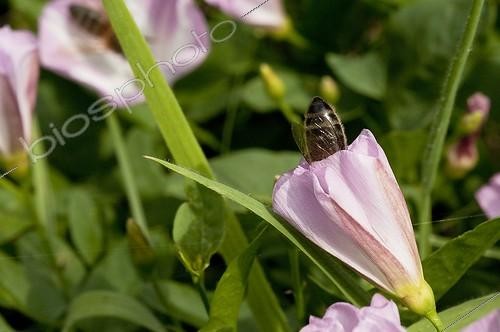 Biosphoto | 2040798 | Honey bee in a Field bindweed flower - France  | &copy; Monique Berger / Biosphoto