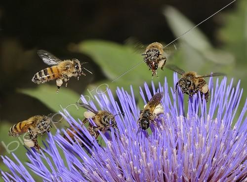Biosphoto | 1924588 | Honey Bees and Mining Bees on Artichoke flower - France  | &copy; Michel Rauch / Biosphoto