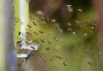 Biosphoto | 2069460 | Honey bees (Apis mellifera) atmosphere at the entrance of the hive in good weather, Northern Vosges Regional Nature Park, France | &copy; Michel Rauch / Biosphoto