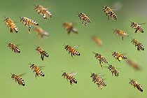 Biosphoto | 2453735 | Honey bees (Apis mellifera) back to the hive, Vosges du Nord Regional Nature Park, France | &copy; Michel Rauch / Biosphoto