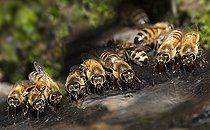 Biosphoto | 2488206 | Honey bees (Apis mellifera) drinking at a spring, Vosges du Nord Regional Nature Park, France | &copy; Michel Rauch / Biosphoto