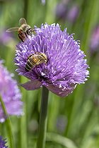 Biosphoto | 2586333 | Honey Bees (Apis mellifera) foraging on a Chives (Allium schoenoprasum) flower blossom, Var, France | &copy; Marie Aymerez / Biosphoto