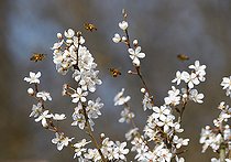 Biosphoto | 2448552 | Honey bees (Apis mellifera) on Black Thorn (Prunus spinosa) in bloom, Vosges du Nord Regional Natural Park, France | &copy; Michel Rauch / Biosphoto
