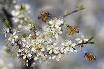 Biosphoto | 2492840 | Honey bees (Apis mellifera) on black thorn (Prunus spinosa) flowers, Vosges du Nord Regional Nature Park, France | &copy; Michel Rauch / Biosphoto