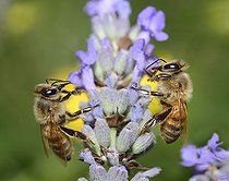 Biosphoto | 2089493 | Honey bees (Apis mellifera) on Lavender flowers (Lavandula sp), Vosges du Nord Regional Nature Park, France | &copy; Michel Rauch / Biosphoto