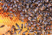 Biosphoto | 2423320 | Honey bees (Apis mellifera) on pollen cells | &copy; Eric Guilloret / Biosphoto