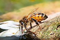 Biosphoto | 2621696 | Honeybee (Apis mellifera) drinking water, Dent de Rez from Reynouard, municipality of Gras, Ardèche, France. | &copy; Stéphane Vitzthum / Biosphoto