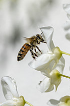 Biosphoto | 2621486 | Honeybee (Apis mellifera) on a white Wisteria flower, Bouches-du-Rhone, France | &copy; Marie Aymerez / Biosphoto