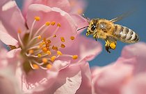 Biosphoto | 2427288 | Honeybee (Apis mellifera) on Almond blossom (Prunus dulcis), Regional Natural Park of Northern Vosges, France | &copy; Michel Rauch / Biosphoto