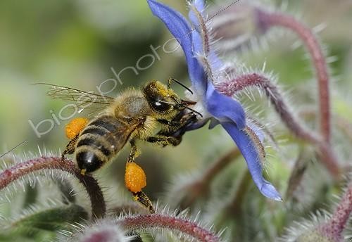 Biosphoto | 2011241 | Honeybee on flowers Borage - Northern Vosges France | &copy; Michel Rauch / Biosphoto