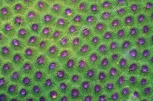 Biosphoto | 2485004 | Honeycomb Coral (Diploastrea heliopora) corallites, Underwater Temple dive site, Pemuteran, Buleleng Regency, Bali, Indonesia | &copy; Colin Marshall / Biosphoto