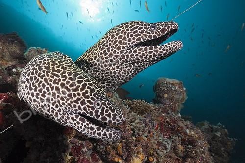 Biosphoto | 1715194 | Honeycomb Moray in reef Indian Ocean Maldives | &copy; Reinhard Dirscherl / Biosphoto