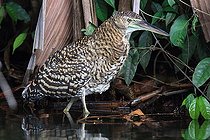 Biosphoto | 2395095 | Honoré du Mexique (Tigrisoma mexicanum) dans l'eaul, Costa Rica | &copy; Jean-François Noblet / Biosphoto