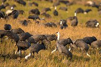 Biosphoto | 2601810 | Hooded crane (Grus monacha), migration at Izumi, Kyushu, Japan | &copy; Stéphan Bonneau / Biosphoto