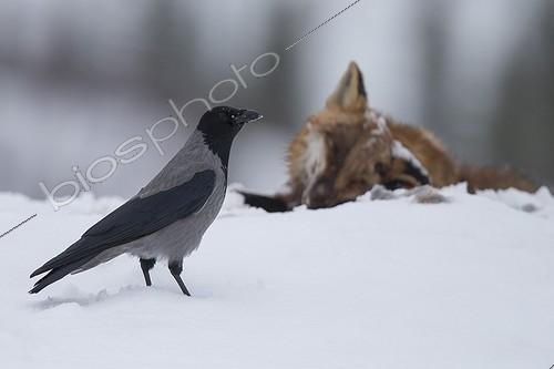 Biosphoto | 1922067 | Hooded Crow and corpse Red Fox in snow - Norway | &copy; Guy Van Langenhove / Biosphoto