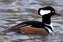 Biosphoto | 1250933 | Hooded Merganser male on water WWT Slimbridge Reserve UK | &copy; Michel Gunther / Biosphoto
