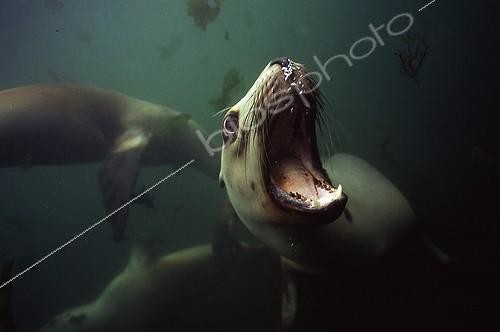 Biosphoto | 1988302 | Hooker sealion under water -Campbell Island New Zealand | &copy; Tobias Bernhard Raff / Biosphoto