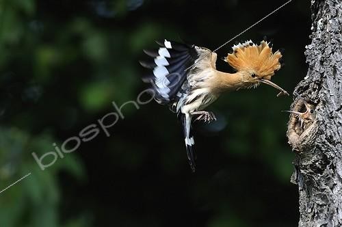 Biosphoto | 1967723 | Hoopoe feeding in flight - France  | &copy; Régis Cavignaux / Biosphoto