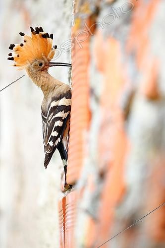 Biosphoto | 2469046 | Hoopoe (Upupa epops) Feeding young, Saintois, Lorraine, France. | &copy; Cédric Join / Biosphoto