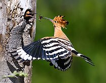 Biosphoto | 2449530 | Hoopoe (Upupa epops) male feeding the female in the nest, Vosges du Nord Regional Natural Park, France | &copy; Michel Rauch / Biosphoto
