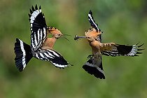 Biosphoto | 2449532 | Hoopoe (Upupa epops), passage of prey between male and female in flight, Vosges du Nord Regional Natural Park, France | &copy; Michel Rauch / Biosphoto