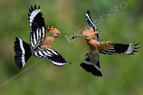 Biosphoto | 2449532 | Hoopoe (Upupa epops), passage of prey between male and female in flight, Vosges du Nord Regional Natural Park, France | &copy; Michel Rauch / Biosphoto