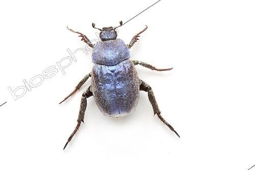 Biosphoto | 1924726 | Hoplie bleue mâle sur fond blanc | &copy; Michel Gunther / Biosphoto