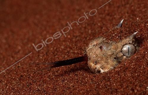 Biosphoto | 165364 | Horned Adder conceals itself in sand Southern Africa | &copy; Martin Harvey / Biosphoto