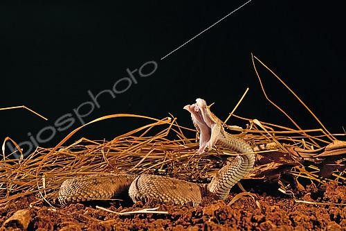 Biosphoto | 2511423 | Horned desert viper (Cerastes cerastes) biting, from Mauritania to Arabian peninsula | &copy; Daniel Heuclin / Biosphoto