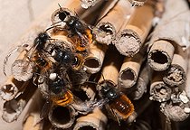 Biosphoto | 2448581 | Hornfaced bee (Osmia cornuta) males waiting for females, solitary bees, Vosges du Nord Regional Natural Park, France | &copy; Michel Rauch / Biosphoto