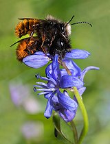 Biosphoto | 2448580 | Hornfaced bee (Osmia cornuta) mating on Squill (Scilla bifolia), solitary bees, Vosges du Nord Regional Natural Park, France | &copy; Michel Rauch / Biosphoto
