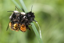 Biosphoto | 2469581 | Hornfaced bee (Osmia cornuta) Three-way mating, Vosges du Nord Regional Nature Park, France | &copy; Michel Rauch / Biosphoto
