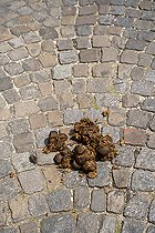 Biosphoto | 2588036 | Horse droppings on a cobblestone street following the passage of mounted police 2 days before the opening ceremony of the Olympic Games in Paris, France. | &copy; Antoine Boureau / Biosphoto