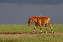 Biosphoto | 2584481 | Horse, Steppe, Eastern Mongolia, Mongolia, Asia | &copy; Sylvain Cordier / Biosphoto