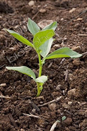 Biosphoto | 1261008 | Horsebean shoot in an organic kitchen garden | &copy; NouN / Biosphoto