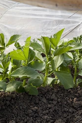 Biosphoto | 1470772 | Horsebeans under cold frame in an organic kitchen garden | &copy; NouN / Biosphoto