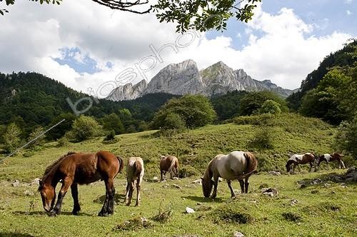 Biosphoto | 1921081 | Horses in semi freedom in Pyrenees mountains - France | &copy; Hervé Chellé  / Biosphoto