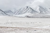 Biosphoto | 2551397 | Horses in the steppe and snowy mountains in Altai, Mongolia | &copy; Bastien Chaix / Biosphoto