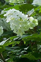 Biosphoto | 1249692 | Hortensia à feuilles de chêne 'Snow Flake' en fleur | &copy; Frédéric Didillon / Biosphoto