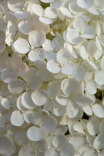 Biosphoto | 700278 | Hortensia 'Annabelle' en fleur dans un jardin de Provence | &copy; Philippe Giraud / Biosphoto