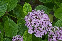 Biosphoto | 1249609 | Hortensia 'Ayesha' en fleur dans un jardin | &copy; Frédéric Didillon / Biosphoto