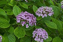 Biosphoto | 1249613 | Hortensia 'Ayesha' en fleur dans un jardin | &copy; Frédéric Didillon / Biosphoto