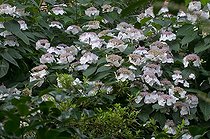 Biosphoto | 1249628 | Hortensia en fleur dans un jardin | &copy; Frédéric Didillon / Biosphoto