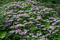 Biosphoto | 1249629 | Hortensia en fleur dans un jardin | &copy; Frédéric Didillon / Biosphoto