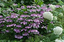 Biosphoto | 1249638 | Hortensia en fleur dans un jardin | &copy; Frédéric Didillon / Biosphoto