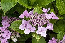 Biosphoto | 1249641 | Hortensia en fleur dans un jardin | &copy; Frédéric Didillon / Biosphoto