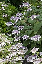 Biosphoto | 1249689 | Hortensia en fleur dans un jardin | &copy; Frédéric Didillon / Biosphoto