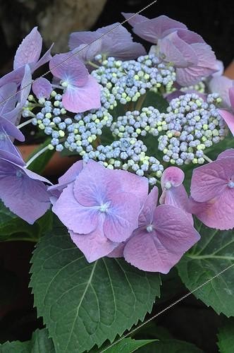 Biosphoto | 1999045 | Hortensia en fleur dans un jardin  | &copy; Catherine Fruhinsholz / Biosphoto