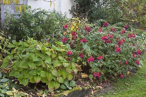 Biosphoto | 742021 | Hortensia et Fuchsia en fleur dans un jardin en automne | &copy; NouN / Biosphoto