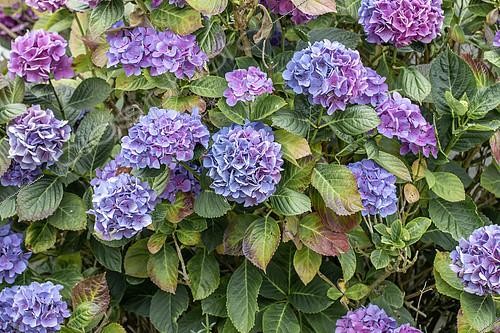 Biosphoto | 2543398 | Hortensia (Hydrangea macrophylla) en fleur montrant des signes de stress hydrique, Côtes-d'Armor, France | &copy; Marie Aymerez / Biosphoto